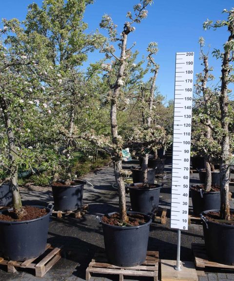 Pyrus Gieser Wildeman