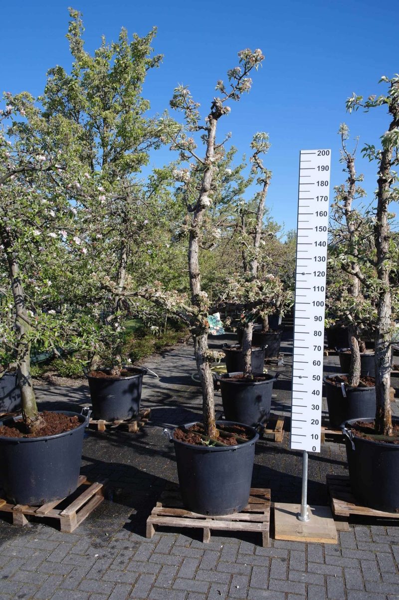Pyrus Gieser Wildeman