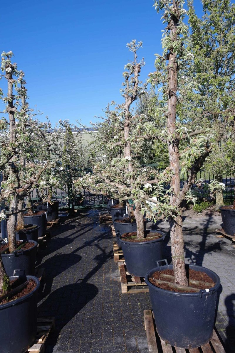Pyrus Gieser Wildeman - Afbeelding 3