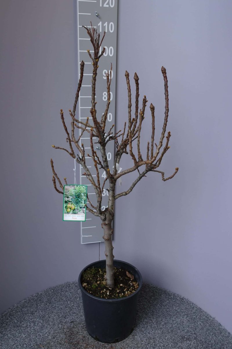 Pyrus communis nano dwergpeer klein - Afbeelding 5