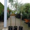 Pyrus Salicifolia Pendula
