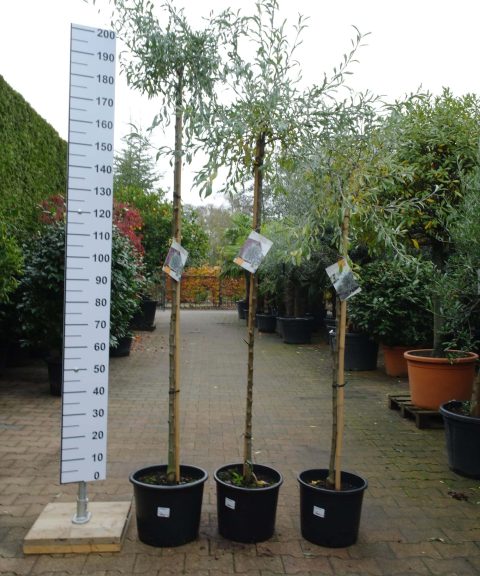 Pyrus Salicifolia Pendula