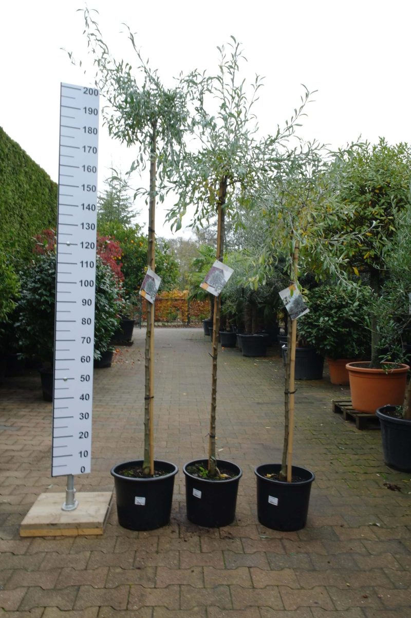 Pyrus Salicifolia Pendula