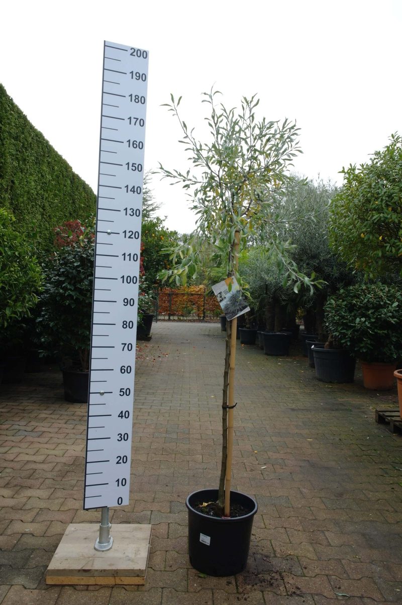 Pyrus Salicifolia Pendula - Afbeelding 2