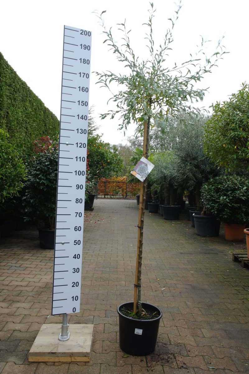 Pyrus Salicifolia Pendula - Afbeelding 3