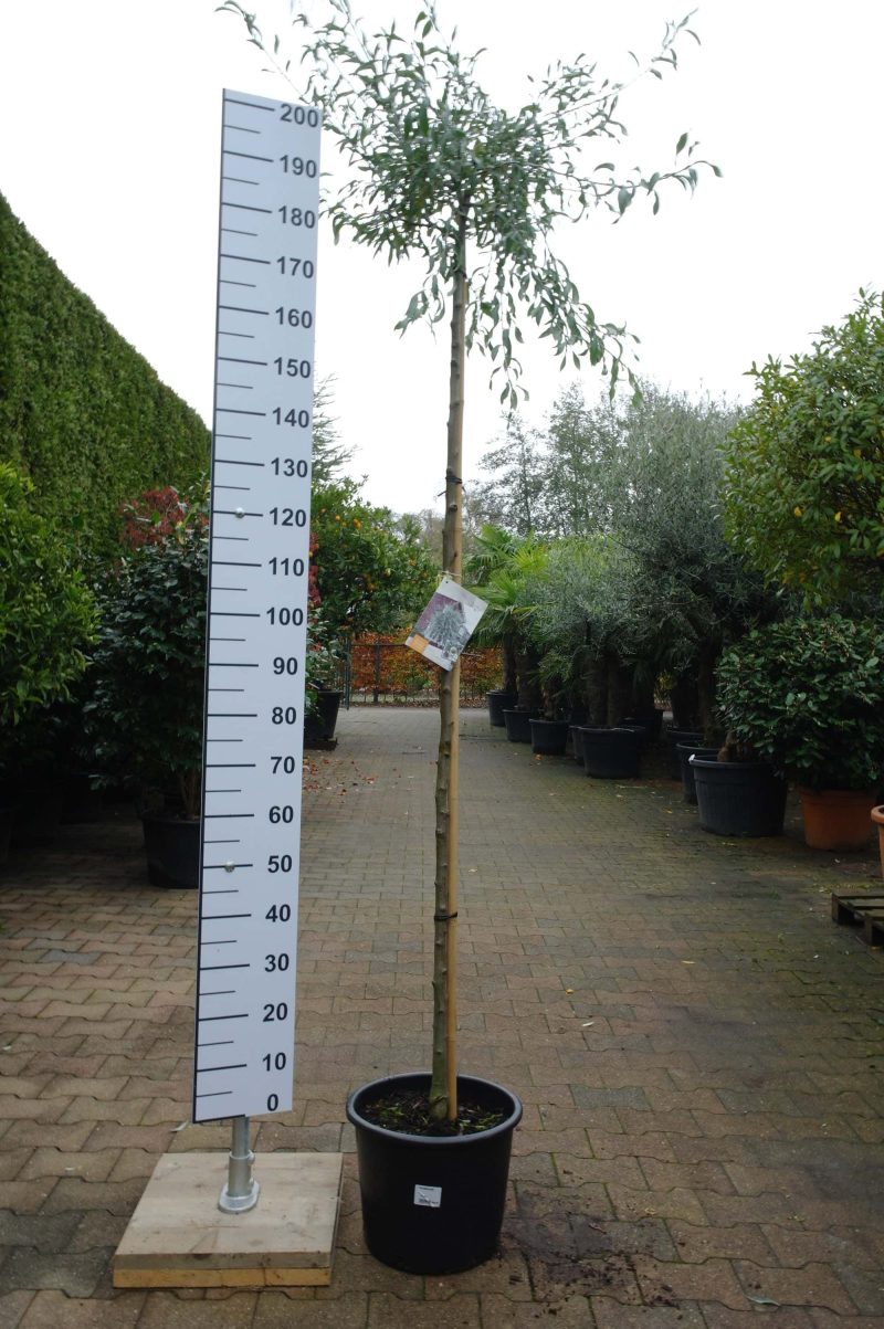 Pyrus Salicifolia Pendula - Afbeelding 4