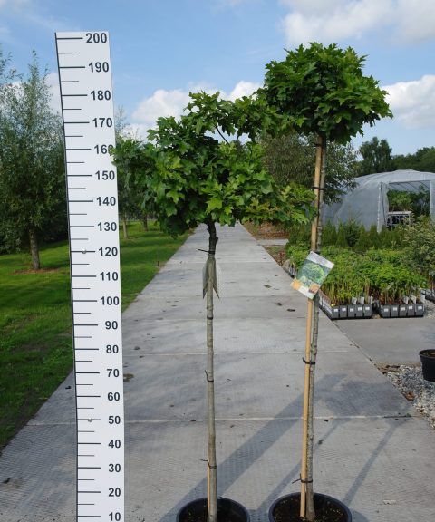 Quercus Palustris Green Dwarf