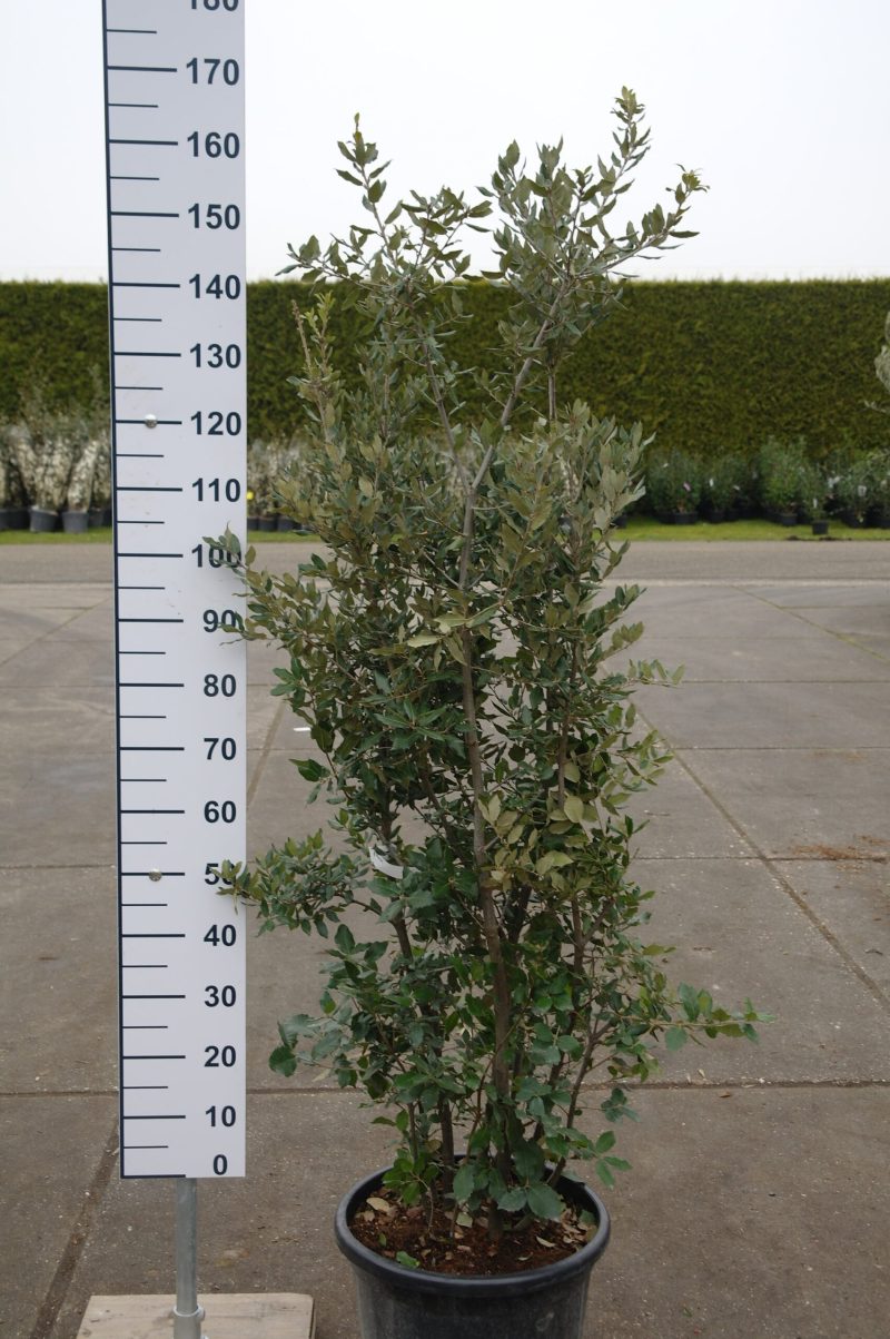 Quercus ilex