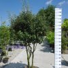 Quercus ilex multistam hoog 175-200cm steeneik