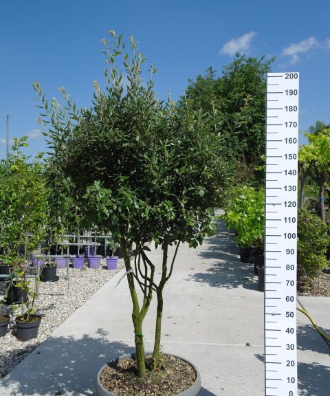 Quercus ilex multistam hoog 175-200cm steeneik