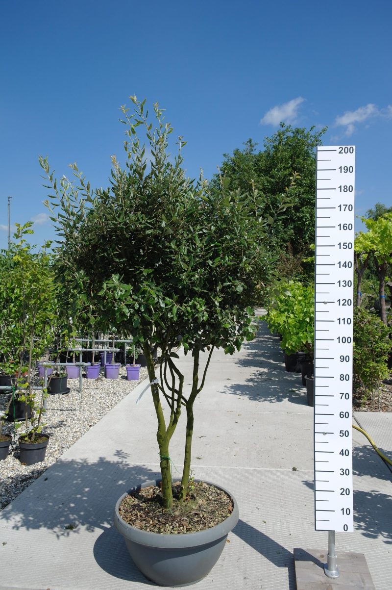 Quercus ilex multistam hoog 175-200cm steeneik