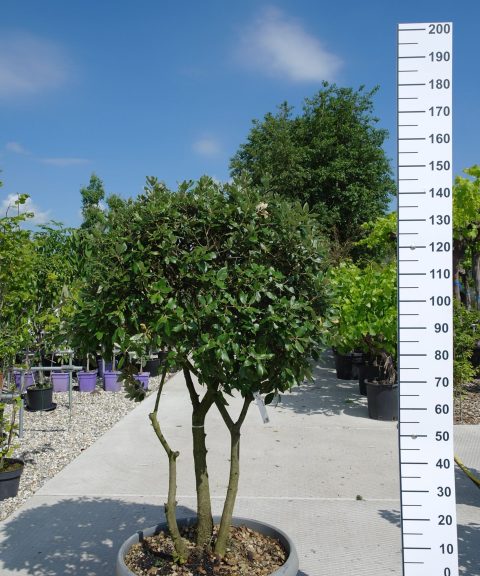 Meerstammige Steeneik (Quercus ilex) laag 150 cm bolvorm
