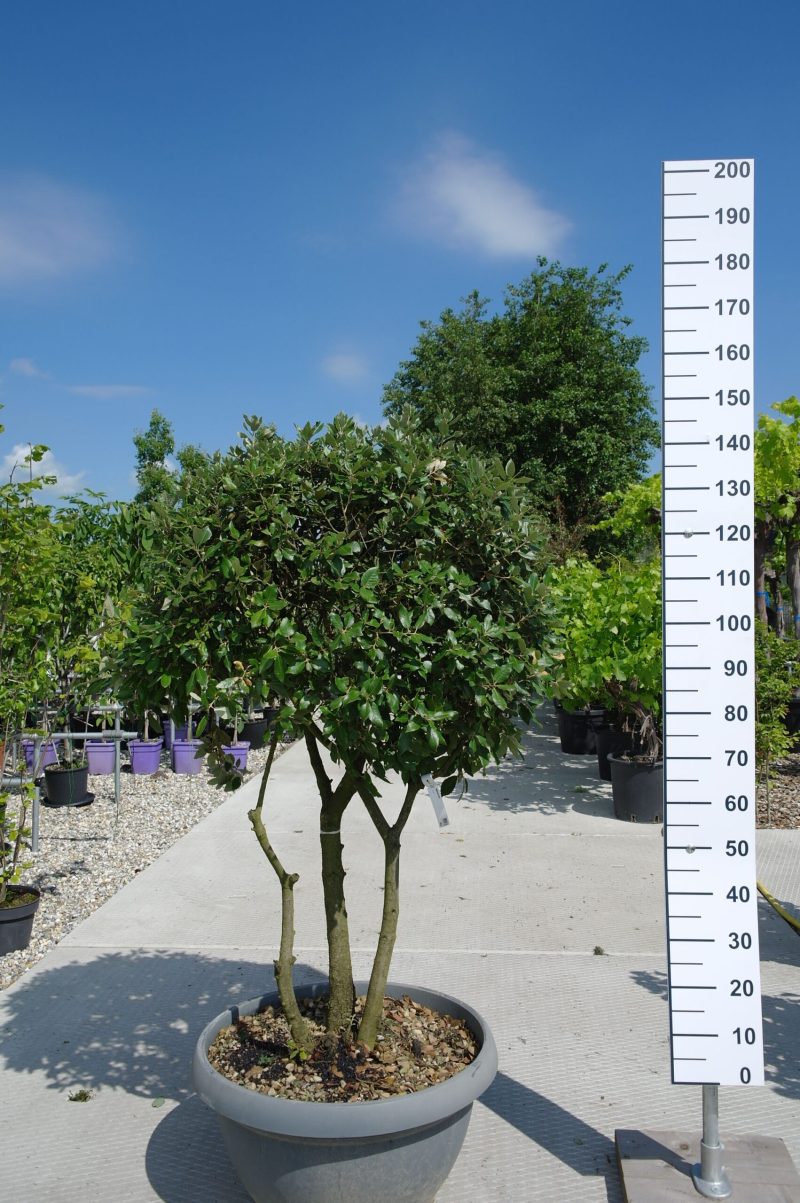 Meerstammige Steeneik (Quercus ilex) laag 150 cm bolvorm
