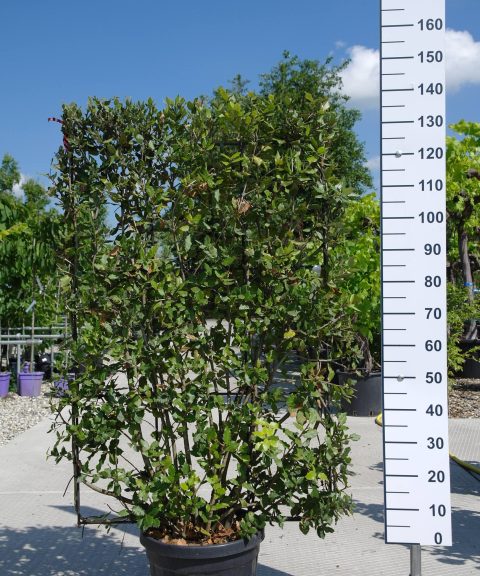 Quercus Ilex leirek