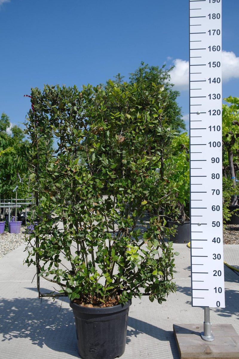 Quercus Ilex leirek