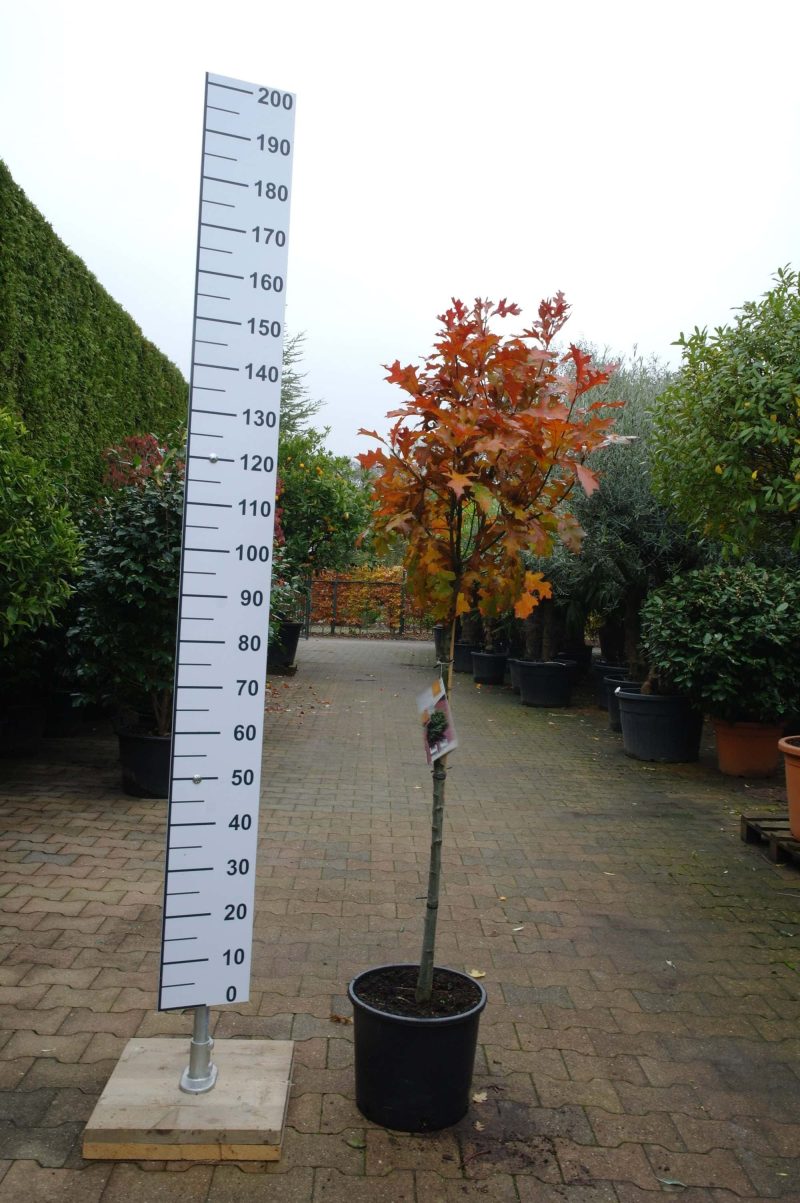 Quercus Palustris Green Dwarf - Afbeelding 3