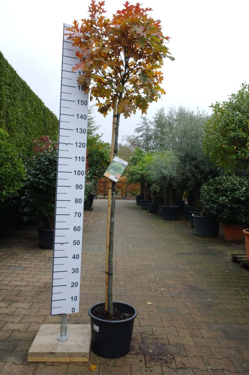 Quercus Palustris Green Dwarf - Afbeelding 2