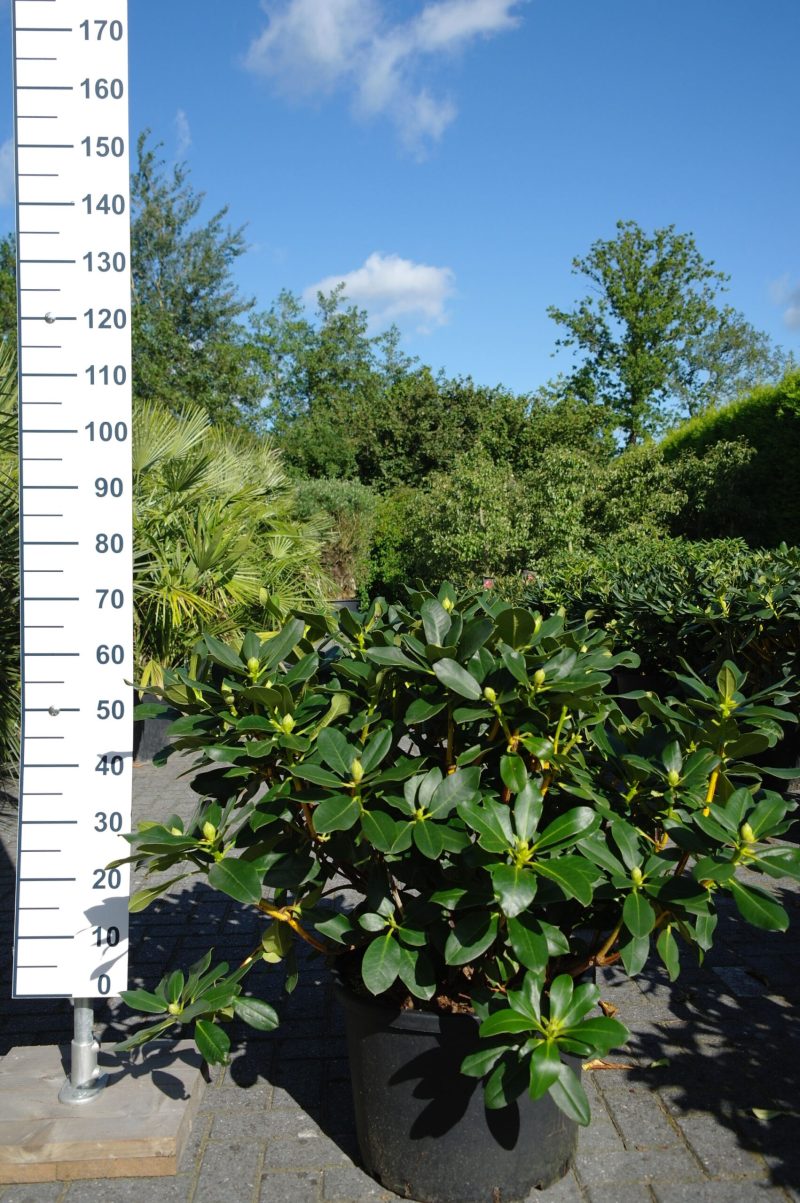 Rhododendron 'Azurro' paars