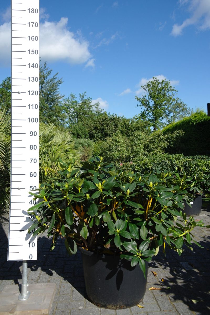 Rhododendron 'Catawbiense  Boursault' paars