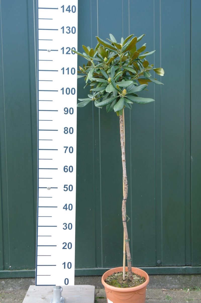Rhododendron 'Silberwolke' op stam - rozewit