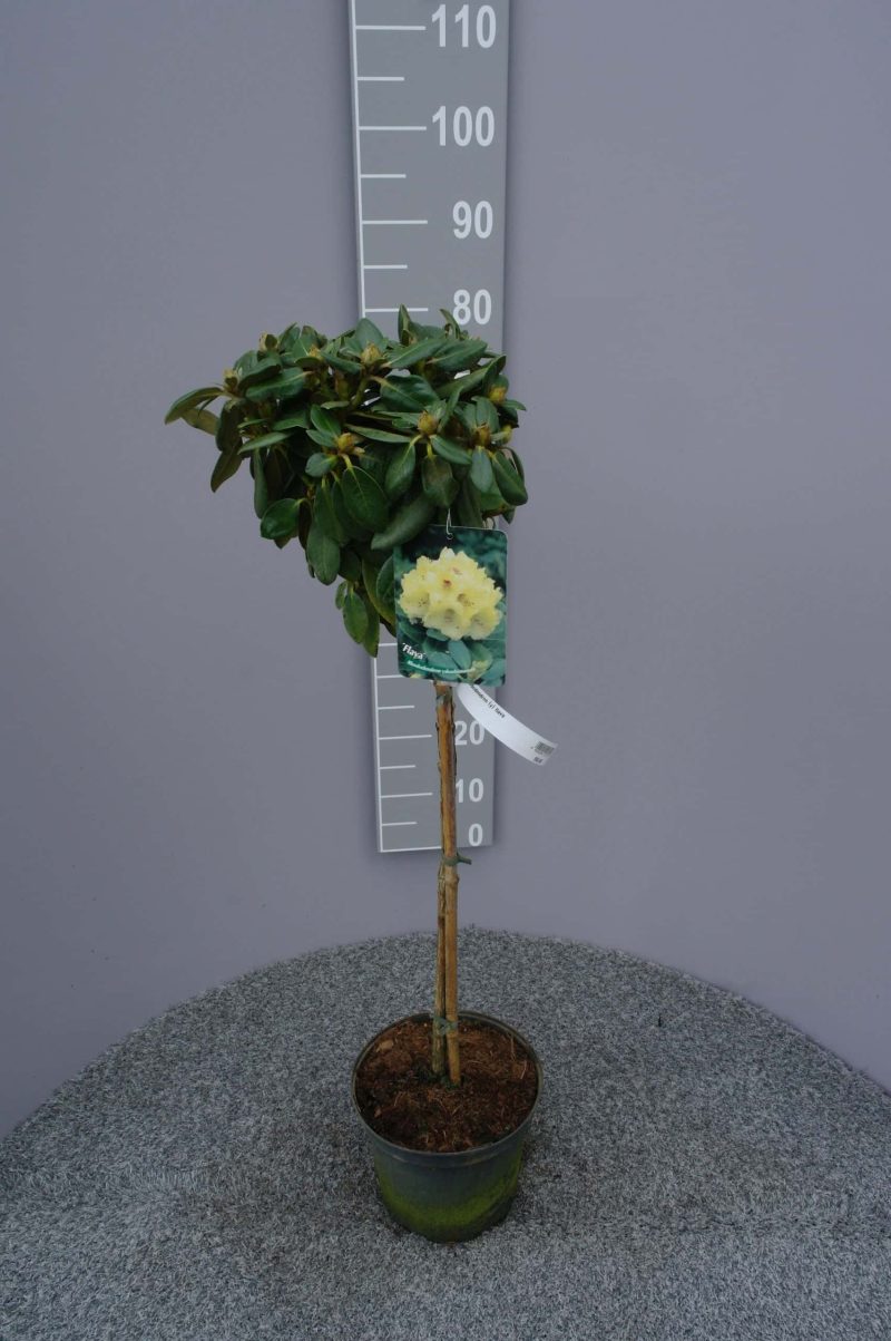Rhododendron 'Flava' op stam - lichtgeel