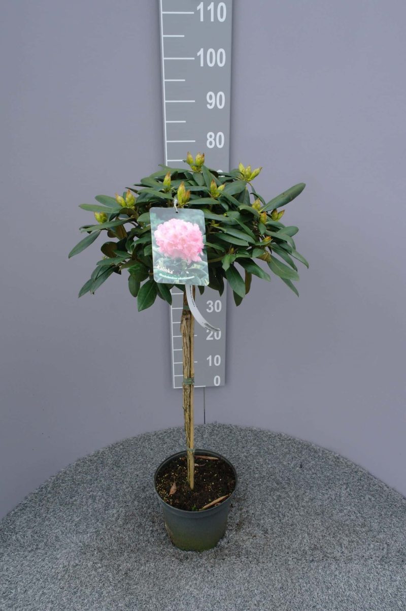 Rhododendron 'Kalinka' op stam - roze
