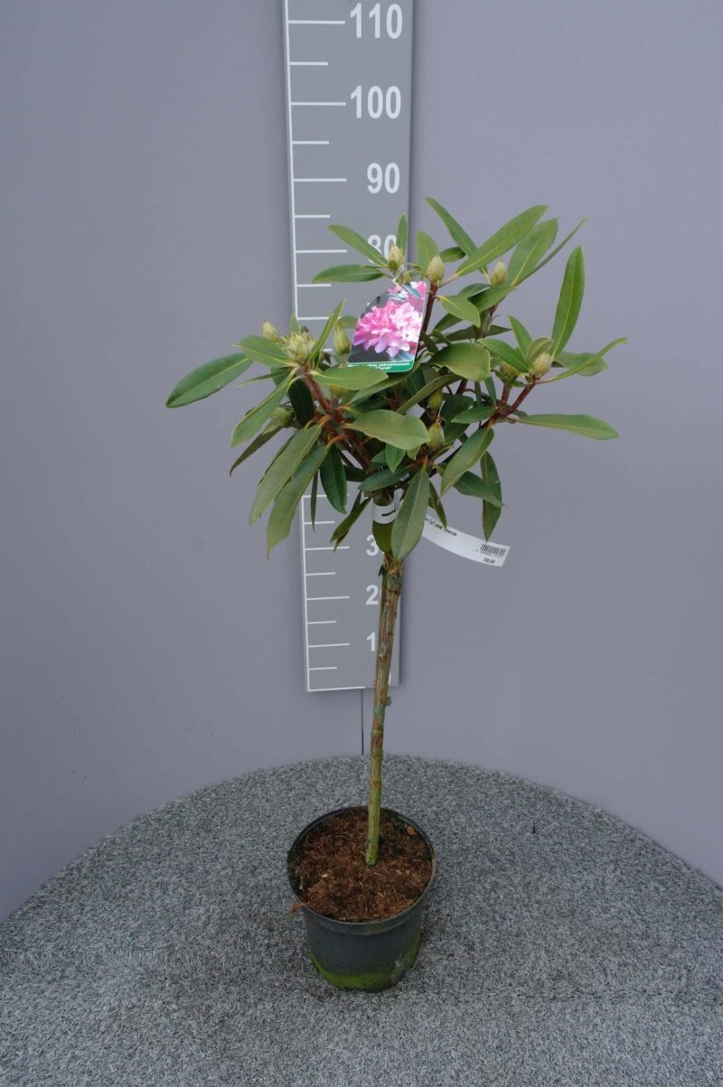 Rhododendron 'Pink Cherub' op stam - lichtroze