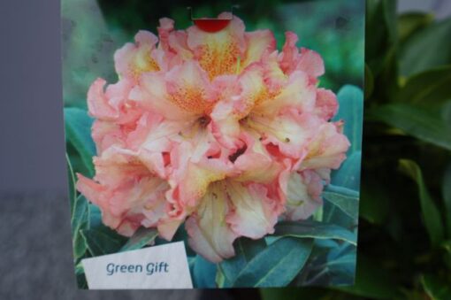 Rhododendron 'Sun Glory' geel-oranje - Afbeelding 3