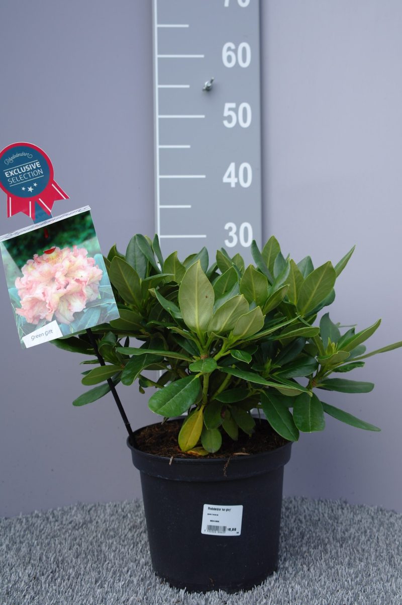 Rhododendron 'Sun Glory' geel-oranje - Afbeelding 2