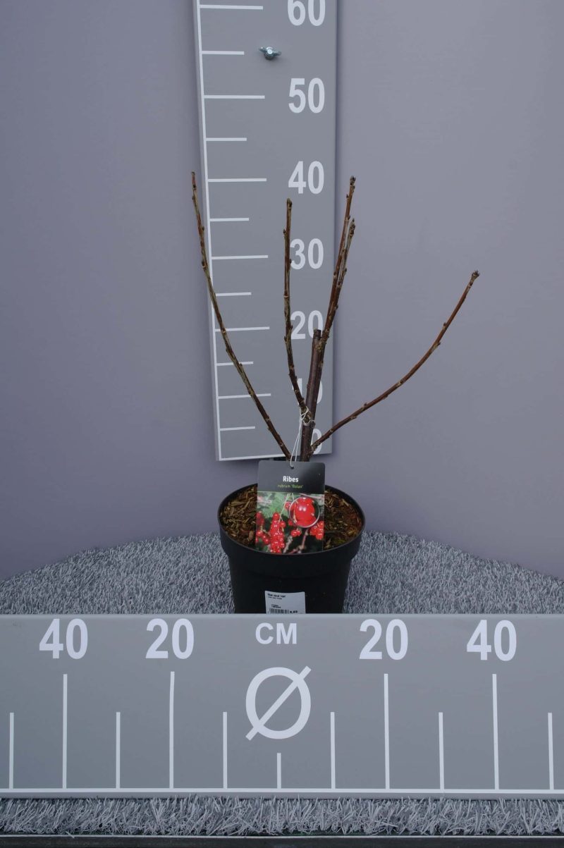 Ribes rubrum 'Rolan' - rode bes - Afbeelding 3