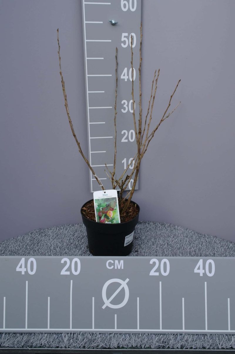 Ribes uva-crispa 'Captivator' - kruisbes - Afbeelding 3