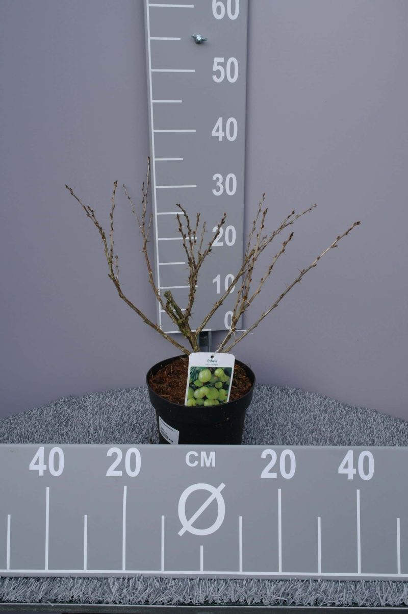 Ribes uva-crispa 'Invicta' - kruisbes - Afbeelding 2