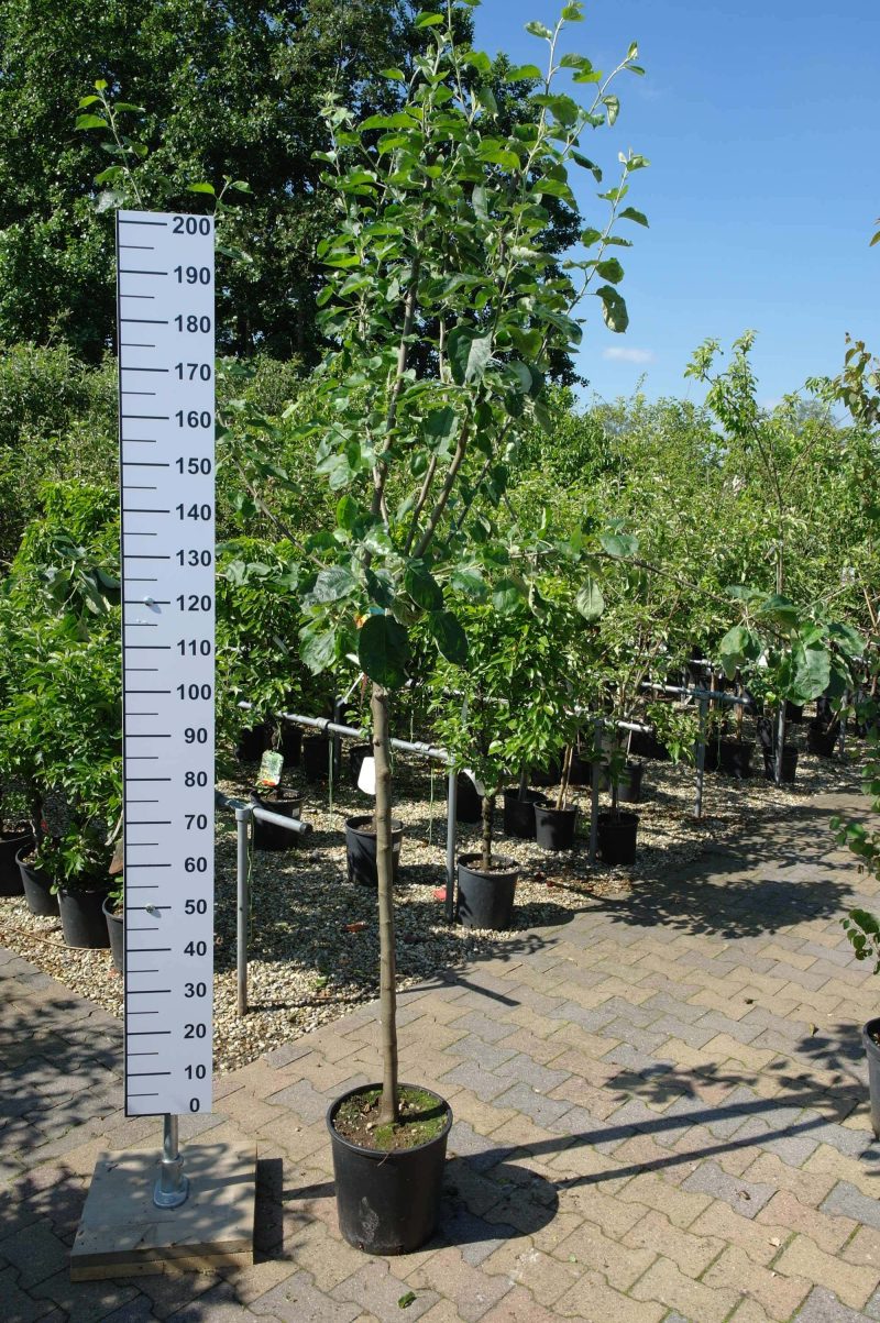 Malus Goudreinet Appel 'Rode Boskoop' - Afbeelding 4