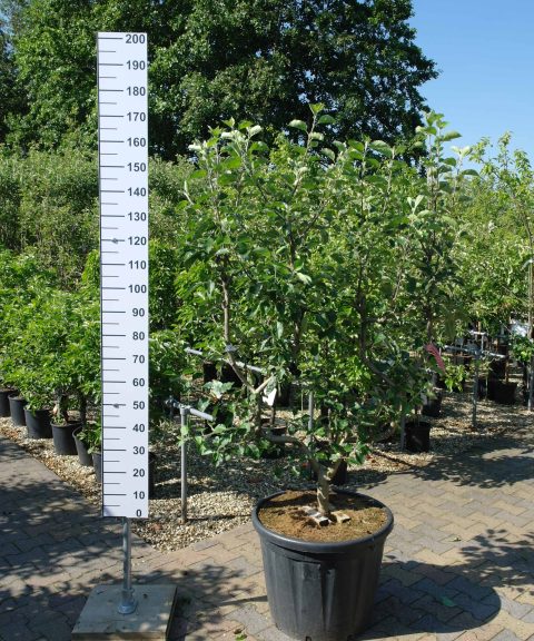 Malus Goudreinet leivorm