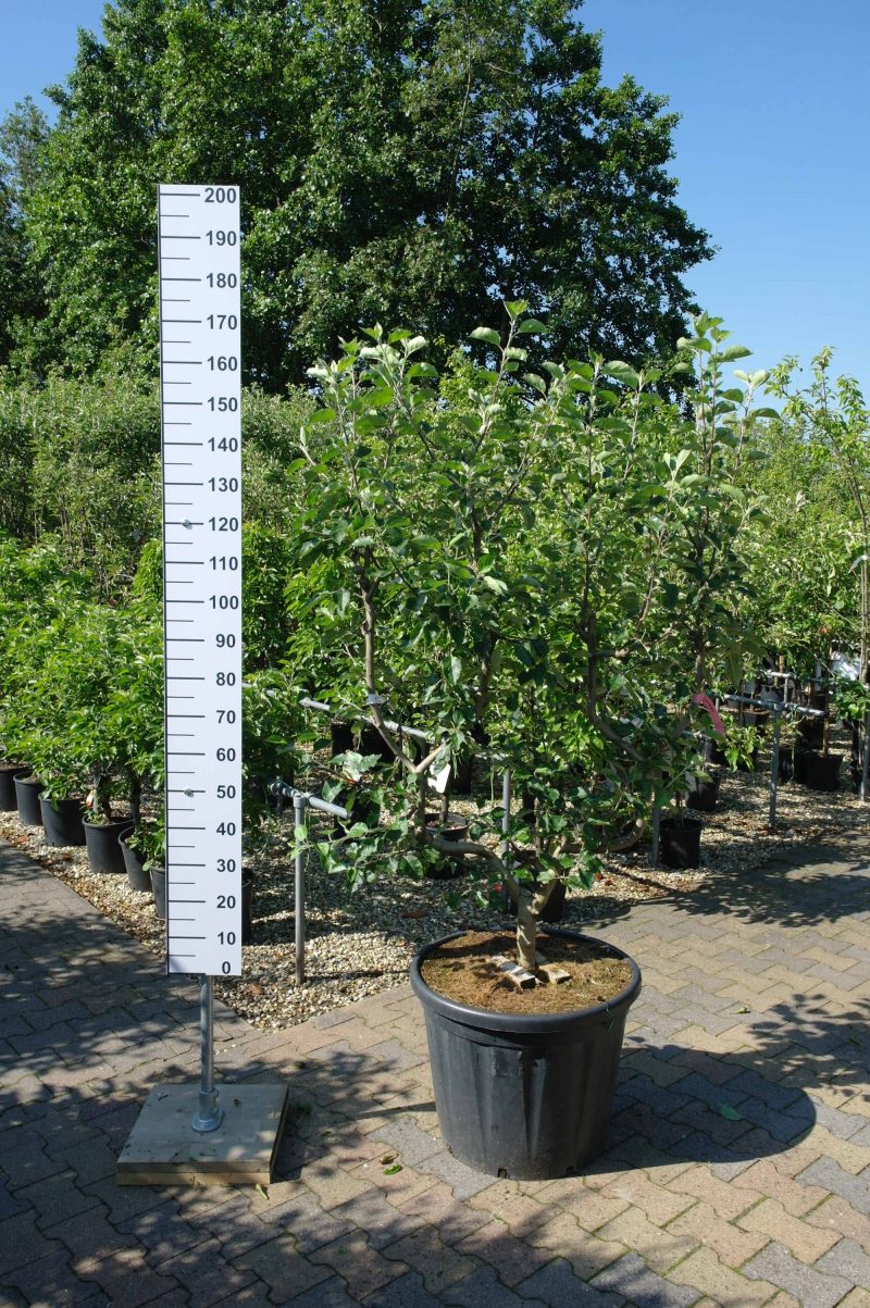 Malus Goudreinet leivorm