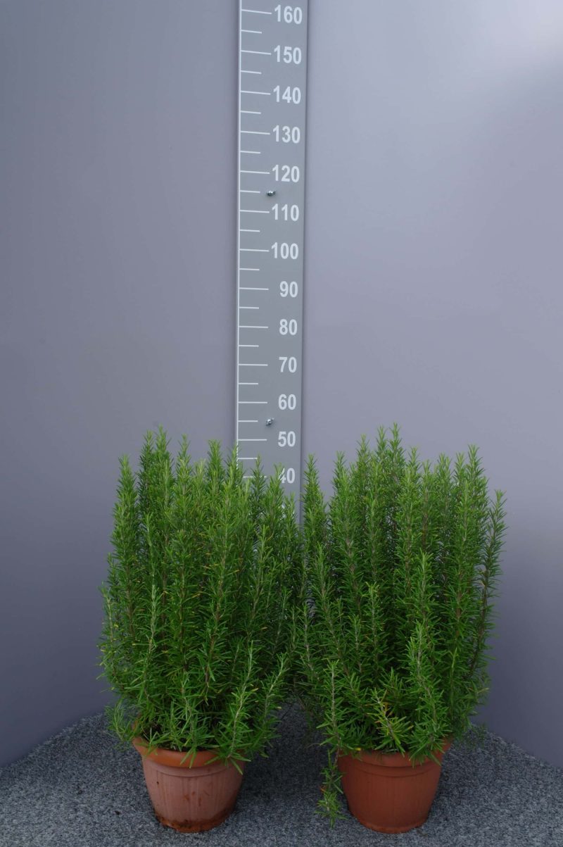 Rozemarijn officinallis