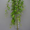 Salix caprea ‘Kilmarnock’