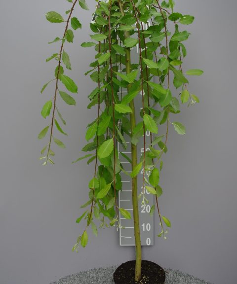 Salix caprea ‘Kilmarnock’