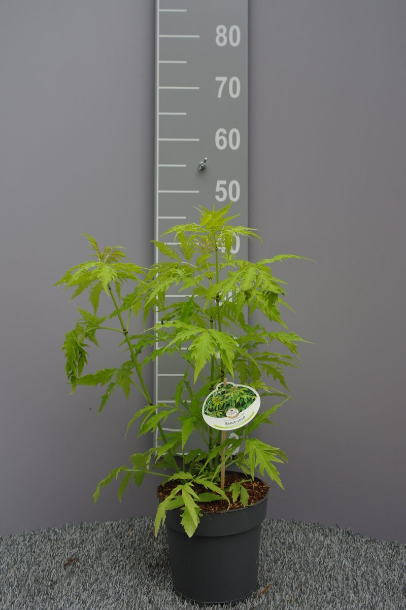 Sambucus racemosa "Plumosa Aurea'
