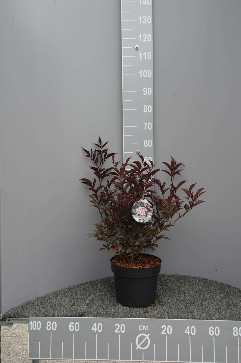 Sambucus Nigra Black Beauty