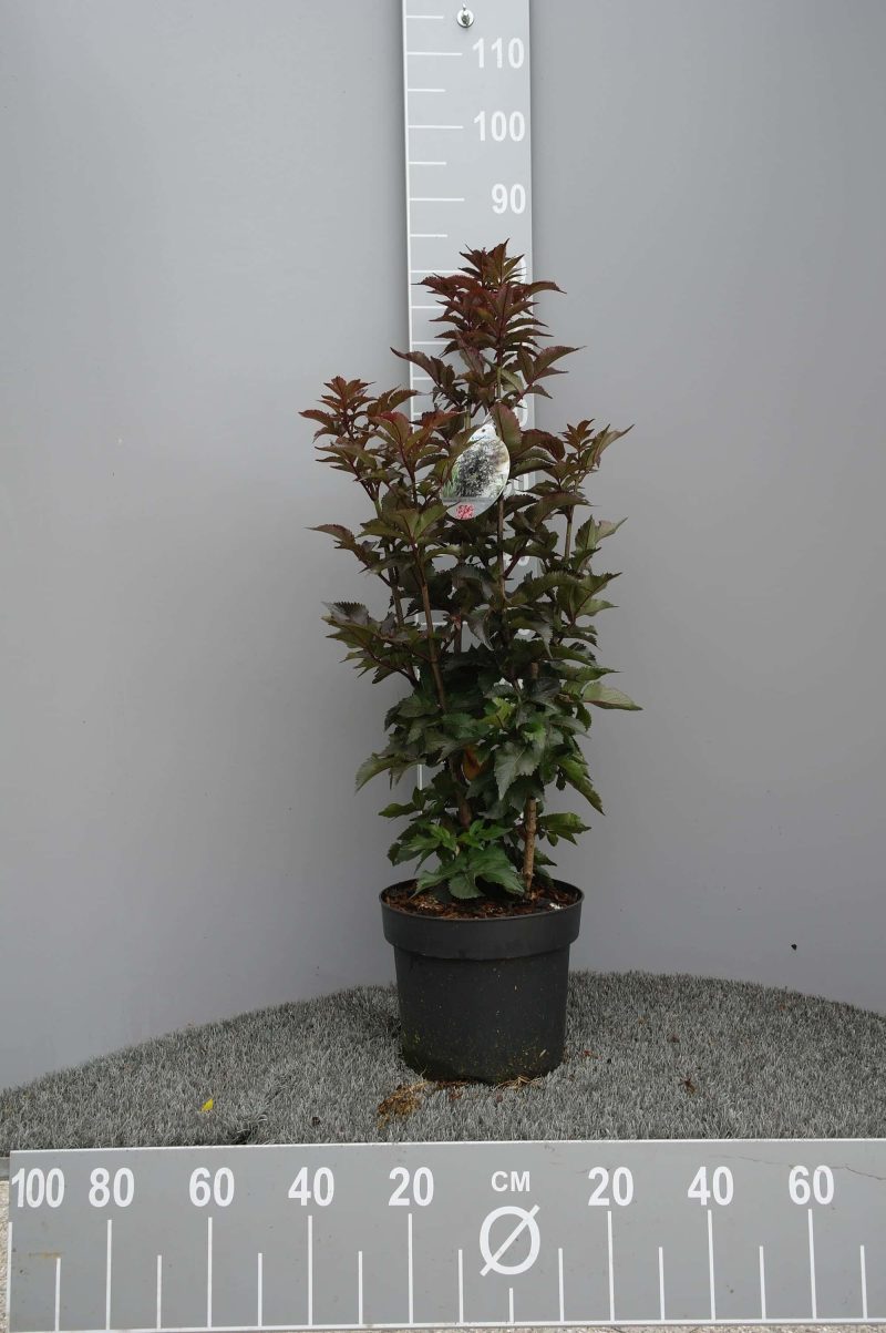 Sambucus Nigra Black Tower