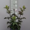 Sambucus Nigra 'Black Tower'