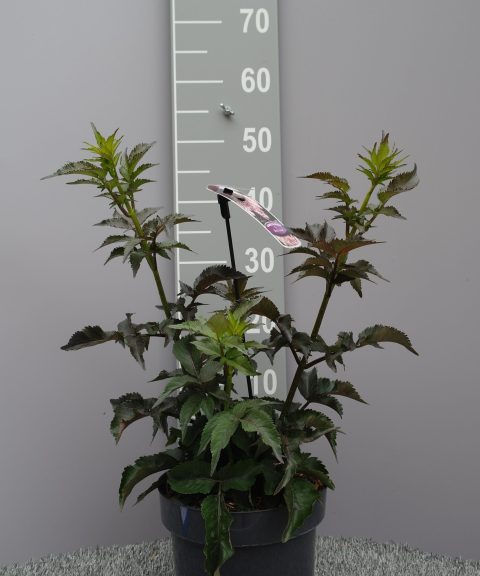Sambucus Nigra 'Black Tower'