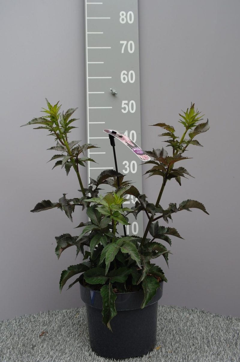 Sambucus Nigra 'Black Tower'