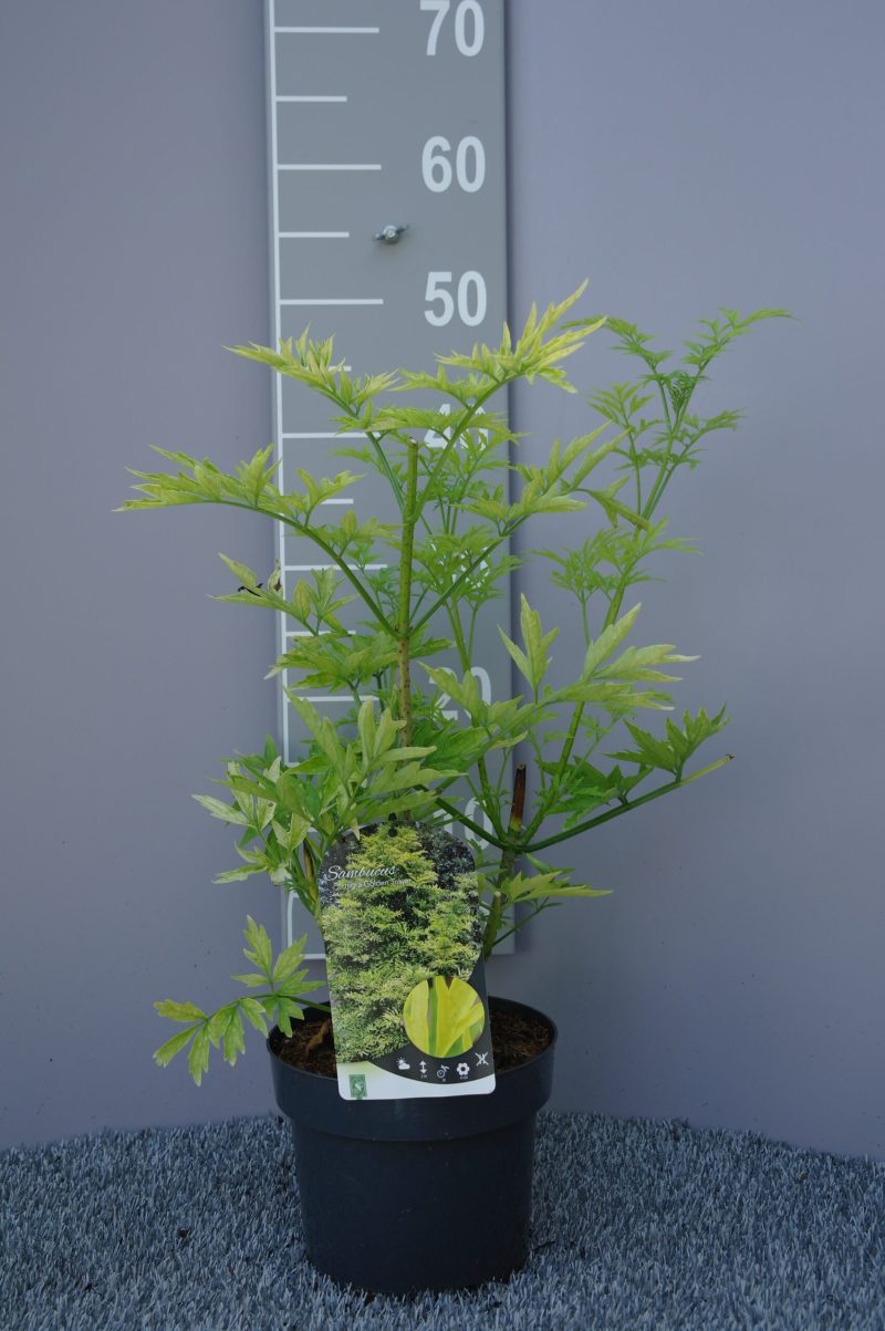 Sambucus Nigra Golden Tower