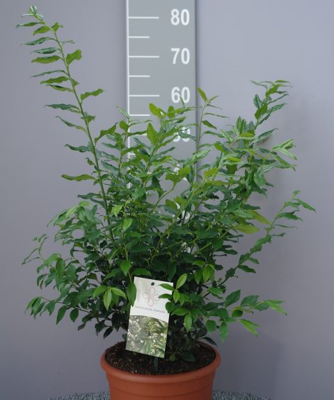 Sarcococca Confusa