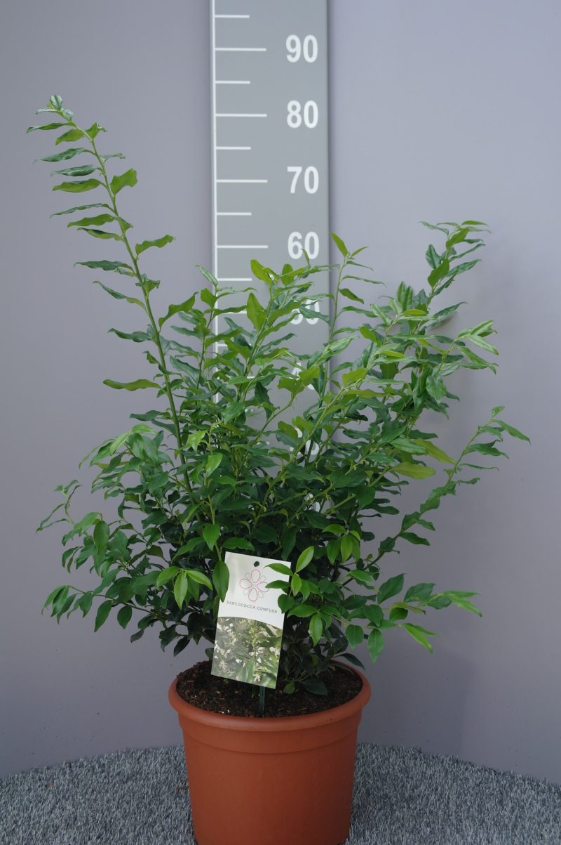 Sarcococca Confusa