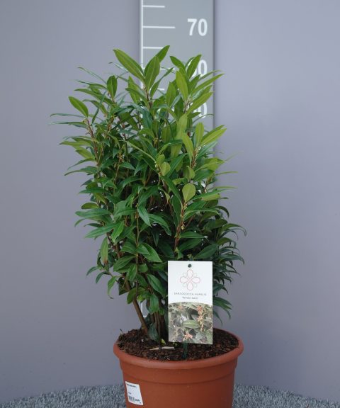 Sarcococca Hookeriana Winter Gem