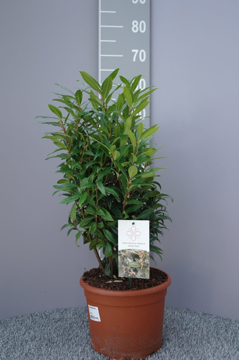 Sarcococca Hookeriana Winter Gem