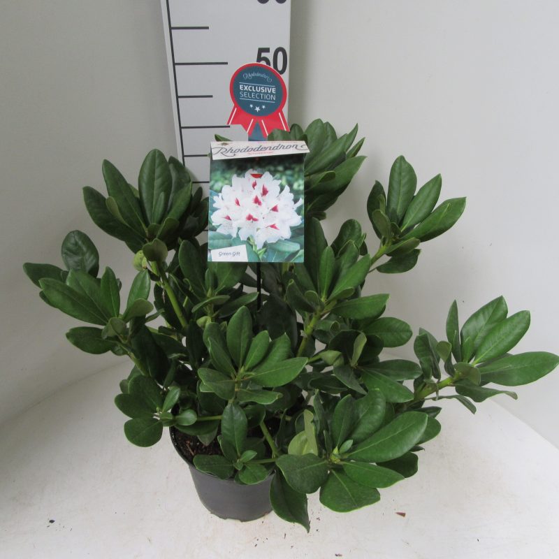 Rhododendron 'Schneeauge' wit met rood hart